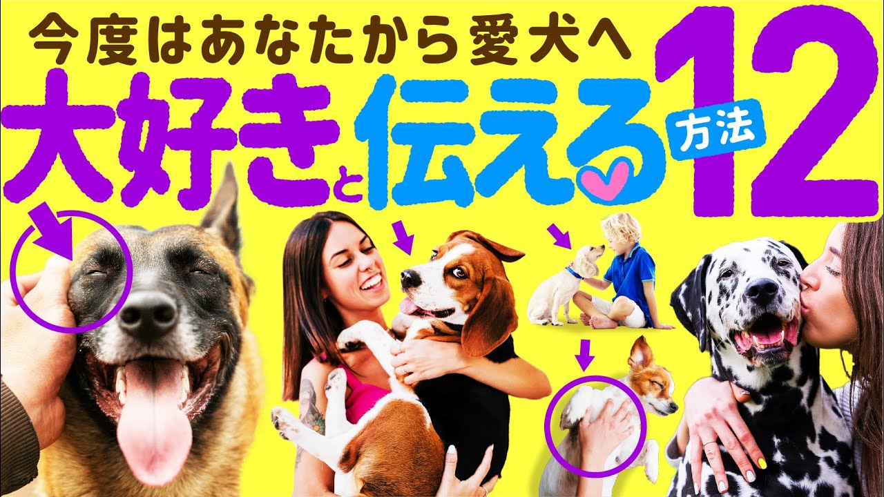 感動 愛犬に 大好き を伝える12の方法 飼い主の愛情表現 Youtube