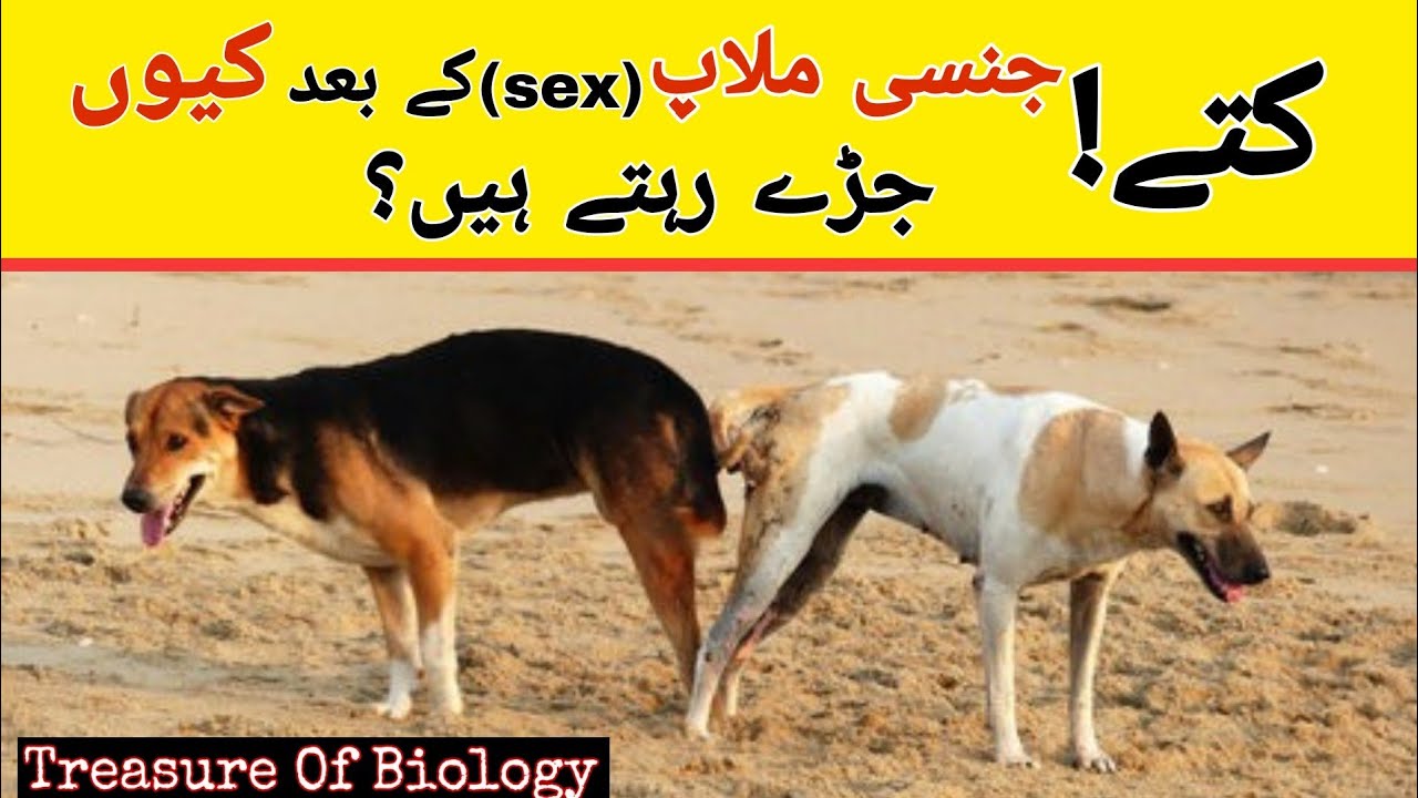 Ayol erkakni belbog bilan sikadi Quruq sperma