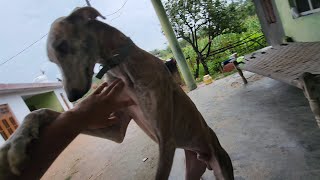 Gabber apne masti m | Gabber or Tommy ki yarri | by dog war tv 382 views 1 year ago 4 minutes, 5 seconds