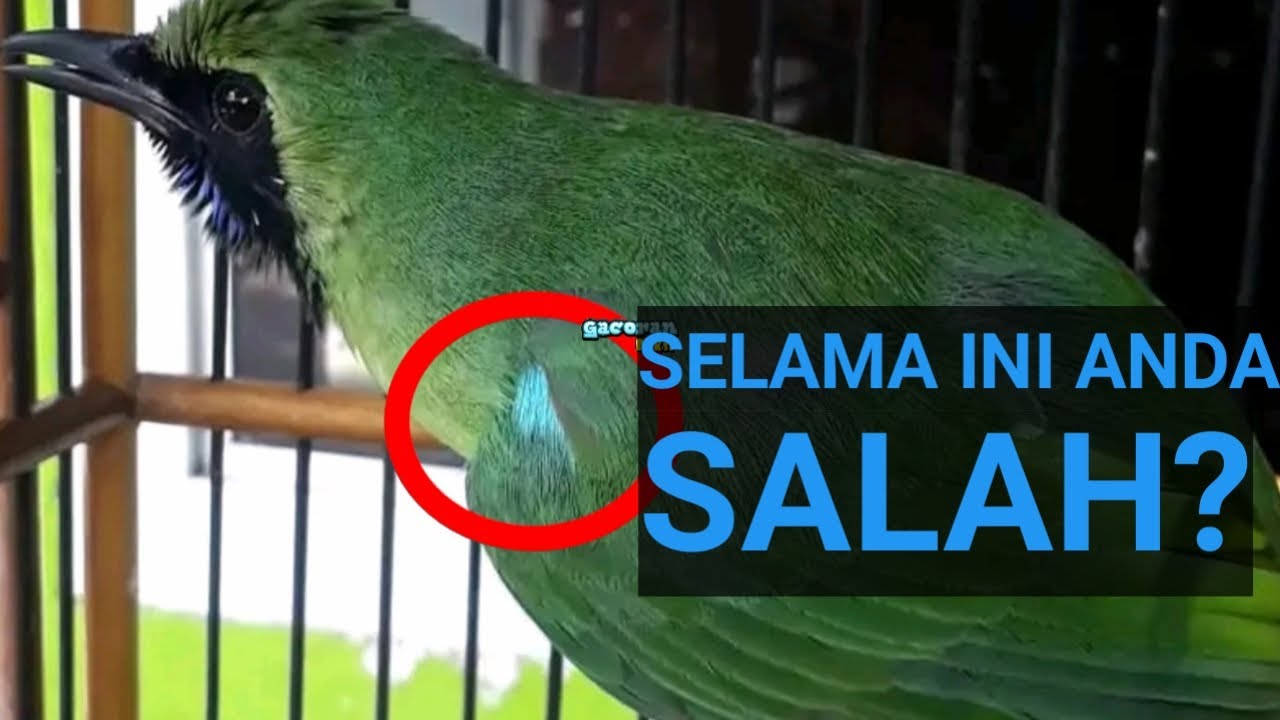 Kenali Ciri Ciri Cucak Ijo Banyuwangi,Jember,Berau,Kalimantan,Sumatra,Jawa