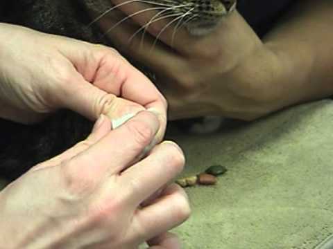 How To Trim Your Cat's Nails - YouTube