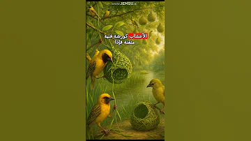 اكتشف كيف تبني طيور الحباك أعشاشها المعقدة لاجتذاب الأنثى في عالم الطيور المدهش 