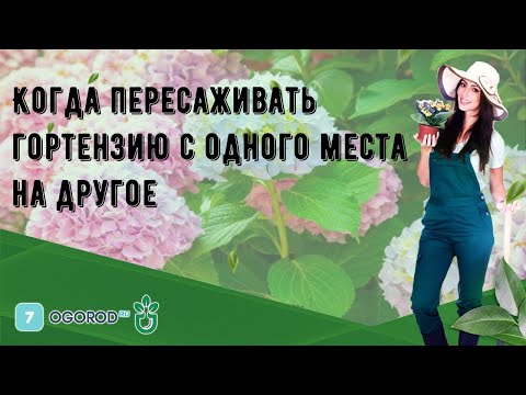 Когда пересаживать гортензию с одного места на другое