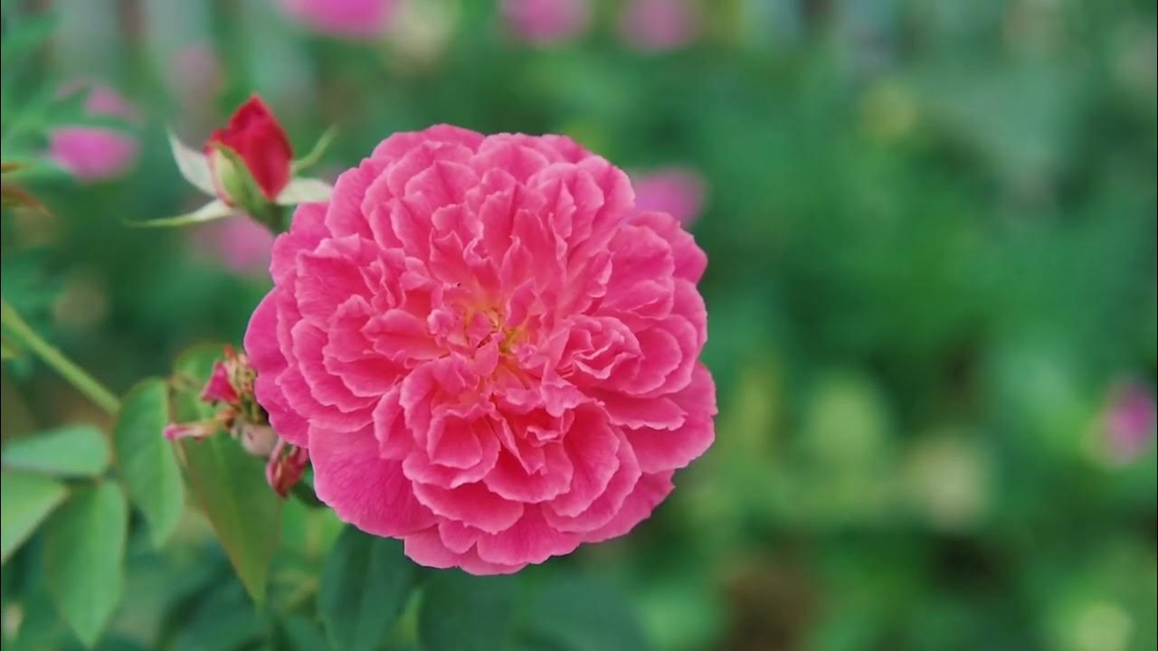samantha ebert - flowers (official lyric video)!! the most beautiful flowers collection 8k ultra hd samantha ebert - flowers (official lyric video)!! the most beautiful flowers collection 8k ultra hd