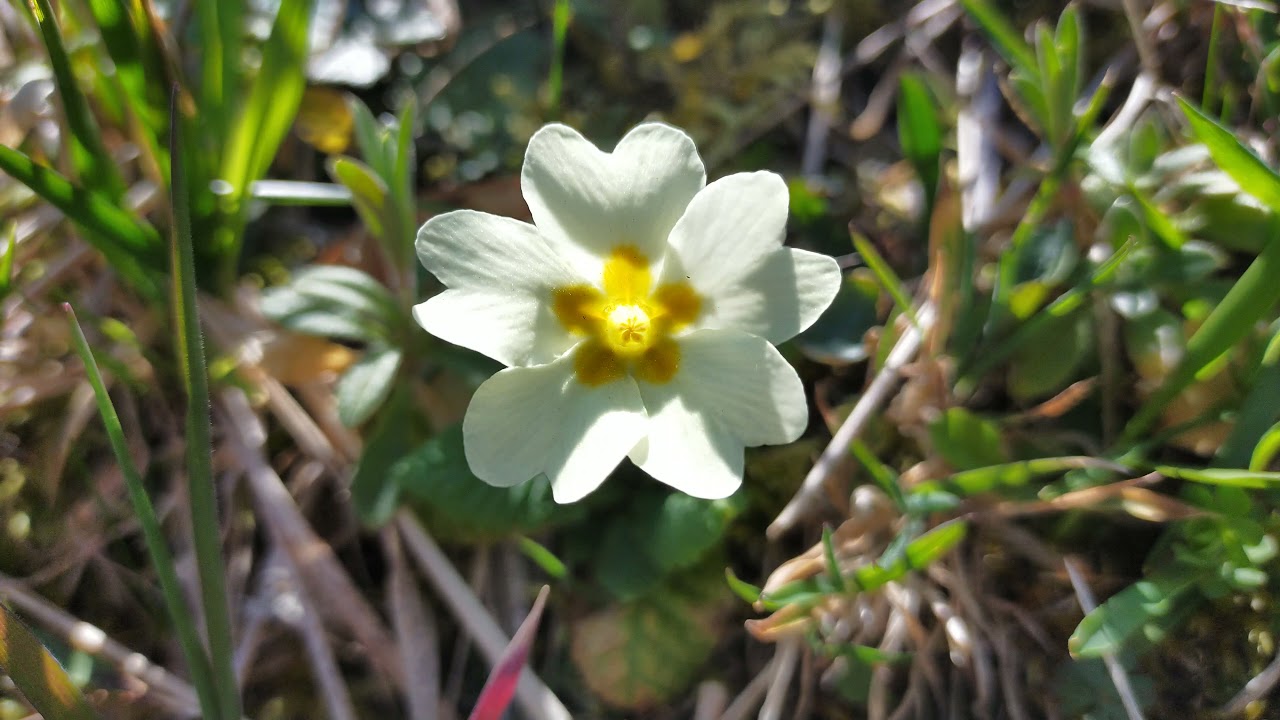 White Common Prime Rose - Primula Vulgaris - Trum light game - 1 Minute With A Flower 4K HD