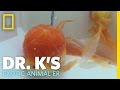 Goldfish Pre-Op Exam | Dr. K's Exotic Animal ER
