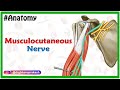 Musculocutaneous nerve Anatomy USMLE Step 1: Origin, Course, innervation and Clinical relations