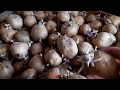 Метод посадки раннего  картофеля  РИВЬЕРА. под пленку.