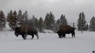 Yellowstone, January 2017 - Injured Bison