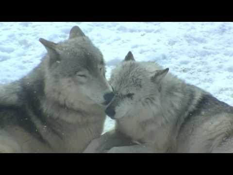 冬のシンリンオオカミ Pair Of Eastern Timber Wolf Youtube