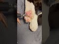 猫の肉球に落書きしたったww #Shorts