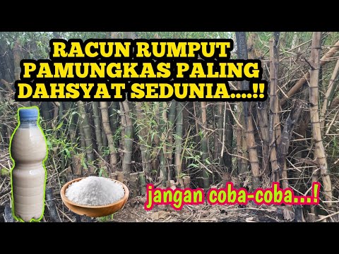 Video: Di mana hendak membuang rumpai berbahaya?