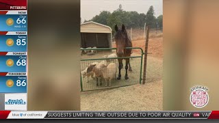 Bay Area woman rescuing livestock from Caldor Fire