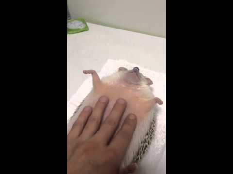 comfy hedgehog [reupload] - comfy hedgehog [reupload]