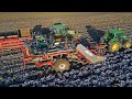 Vegetable Feast | Unique Asa-Lift harvester | Harvesting red cabbage