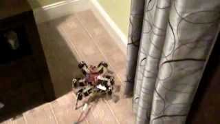 Hexapod obstacle avoidance
