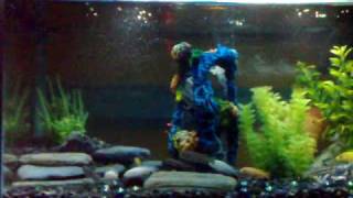 Video271-001.mp4