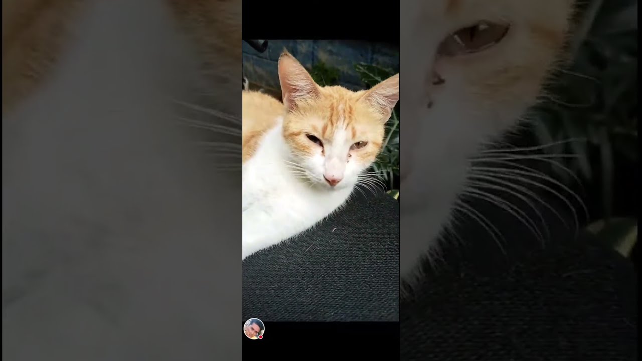 Cat Cleaning and Washing her body 