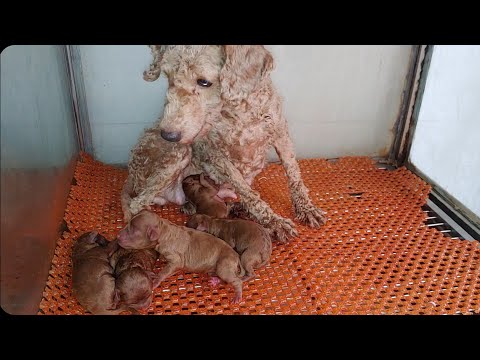 Video Chó Poodle con màu nâu đỏ 5 bé cái. - youtube