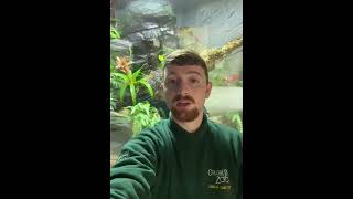 Poison Dart Frogs