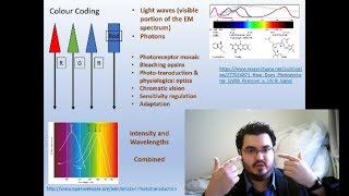 Sensory Systems and Visual Neural Networks (S3-C3)