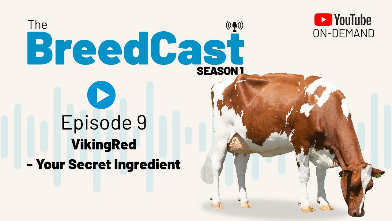 The BreedCast S1 Episode 9 VikingRed Secret Ingredient In 