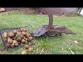 Modified Horse Drawn Potato Digger In Action.