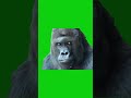 Confused Gorilla Green Screen Meme Template  #greenscreen #memetemplate #youtubeshorts #shorts
