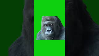 Confused Gorilla Green Screen Meme Template