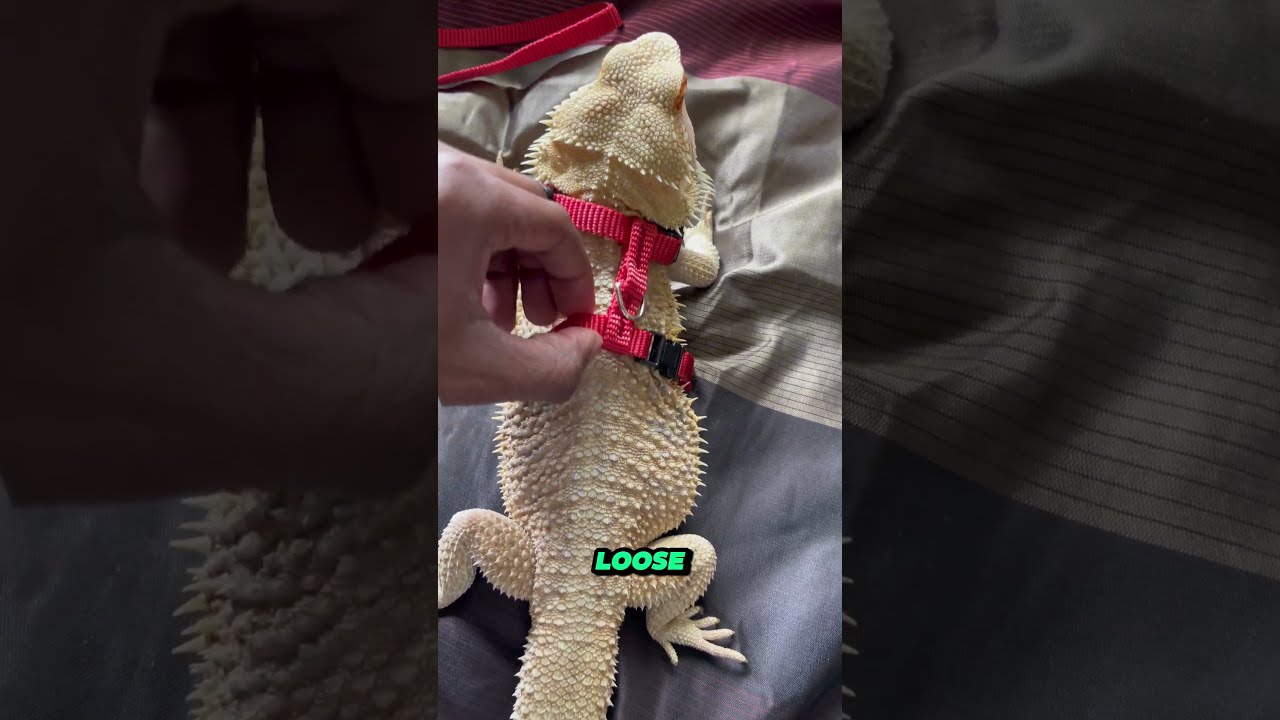 Trained Bearded Dragon Nature Reptiles Shorts Beardeddragon Lizard