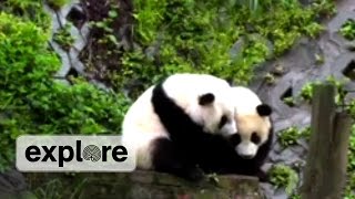 Visit the full multicam experience: http://explore.org subscribe:
http://goo.gl/gjm9n1 ---facebook: http://goo.gl/sfrafx ---twitter:
http://goo.gl/n03nnu wat...