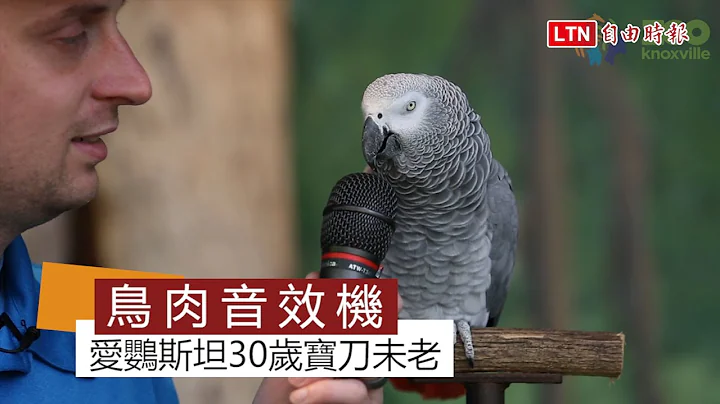 天才灰鹦鹉30岁宝刀未老 说学逗唱根本看不到车尾灯啦 - 天天要闻