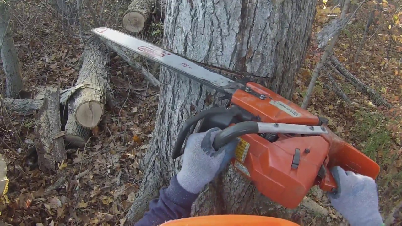 Felling Tree Beside the Road Into the Woods - YouTube