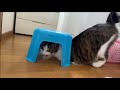 椅子を被るのが好きな猫