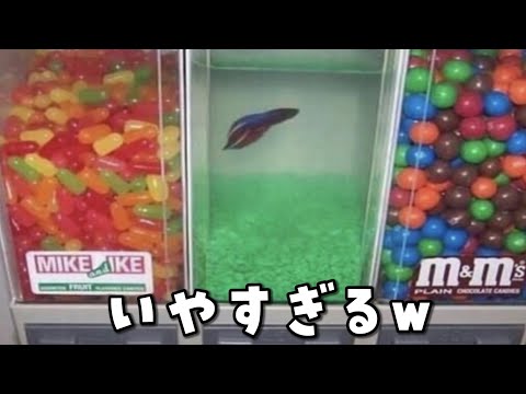【衝撃】変わった食べ物がツッコミどころ満載でしたww【#5】