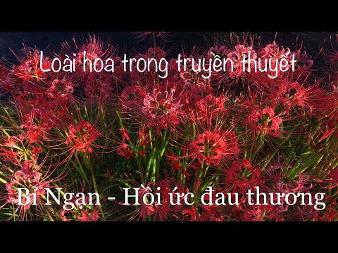 Video: Thông tin về Trồng hoa Lycoris