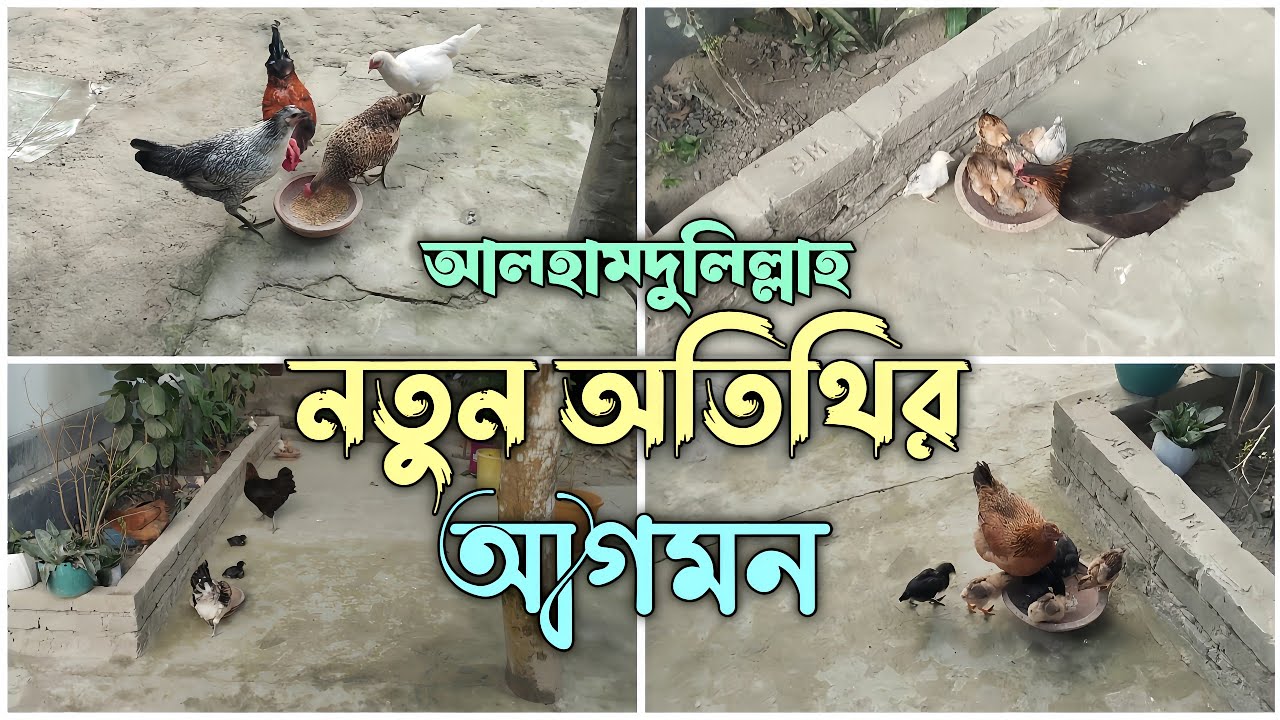 নতুন অতিথির আগমন 🐣🐤 | সব দেশি মুরগিগুলোর আপডেট #মুরগির_বাচ্চা #দেশিমুরগি #মুরগিপালন