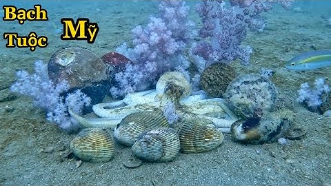 Bắt Nhiều Bạch Tuộc Mỹ, Mực Nang, Sò Ốc To Sống Lâu Năm Ở Độ Sâu 11 Mét Nước | Cảnh 86