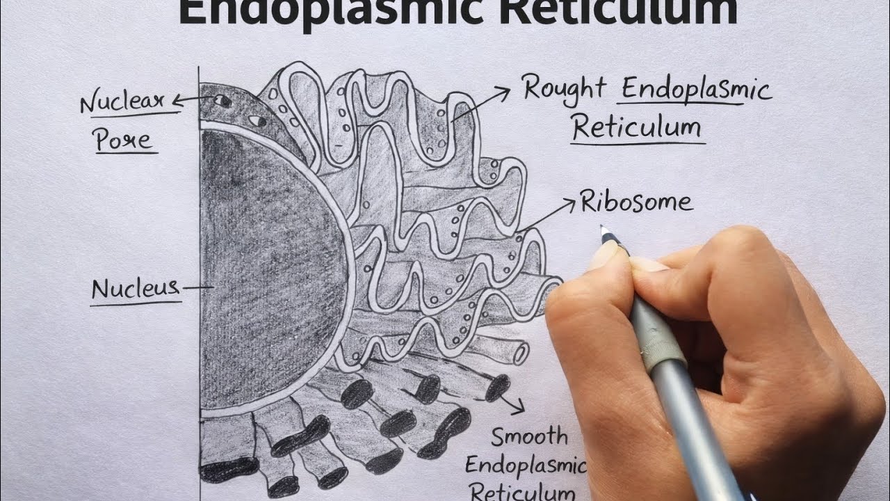 Endoplasmic Reticulum Diagram Drawing | Rough & Smooth ER | Class 9 ...