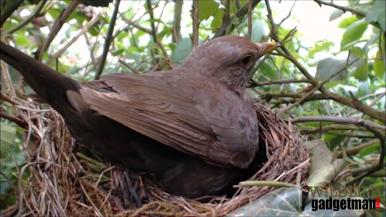 camera iphone 8 plus apk Blackbird Nest - Attempt Number 2