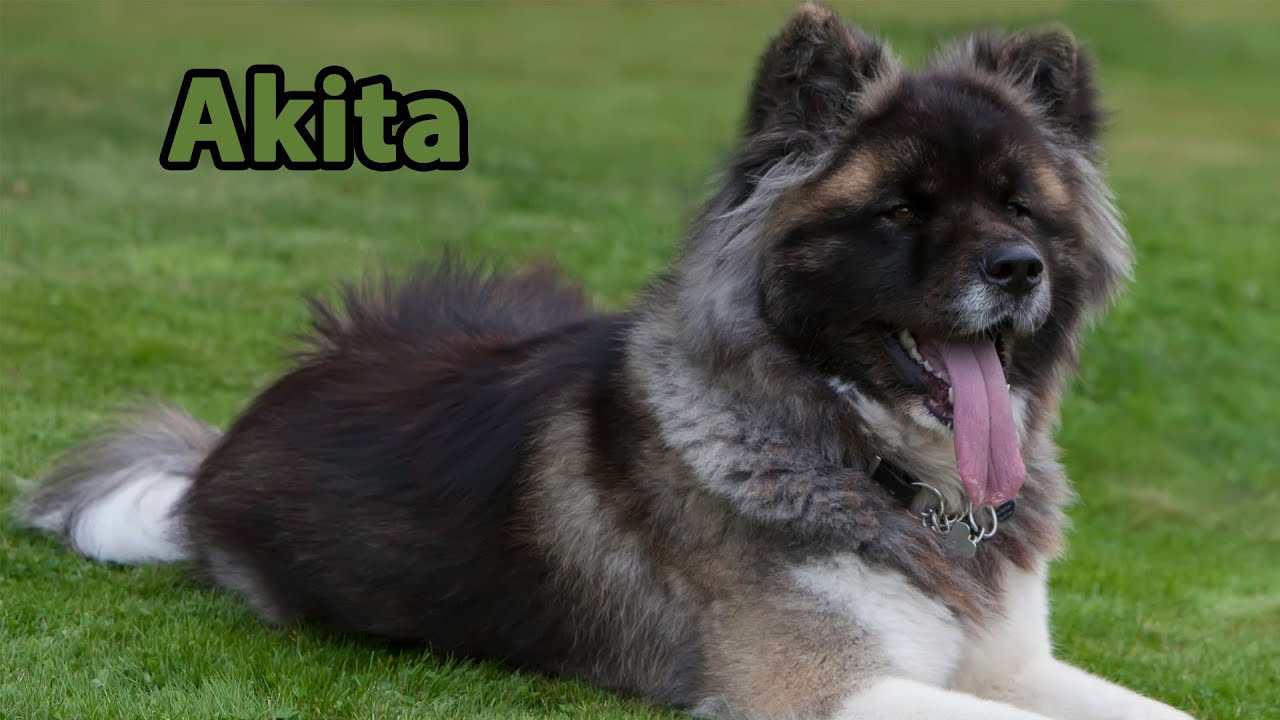 long haired akita dog