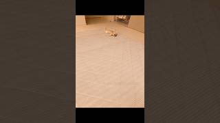 お布団だいすきマンの全力疾走からのポテン😂  #shorts #chihuahua #funny
