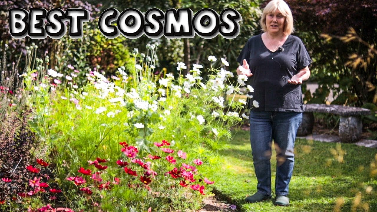 Best Cosmos || My Results on 6 Varieties