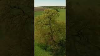 FPV Drone Highlights: Tricks and Maneuvers