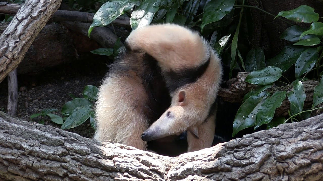 アリクイの水浴び（Southern Tamandua Bathing) - YouTube