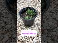 Biggest Mint Growing Mistake! 🌱 #shorts #herbgarden #gardeningtips