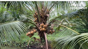 T1548💕Bán nhà vườn dừa ở gò công Tây tiền giang (đồng tháp mới)