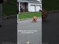 My dog recognized me ❤️❤️#dog #doglover #owner #