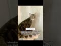 #catsoftiktok #catowners #catloversclub #pacagen|