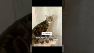 #catsoftiktok #catowners #catloversclub #pacagen|